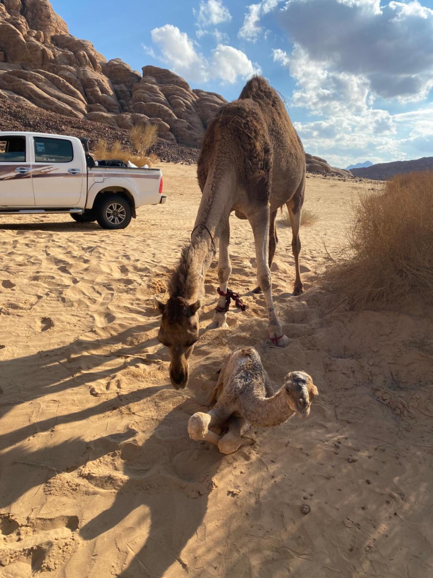 Wadi Rum Albasli Kültér fotó